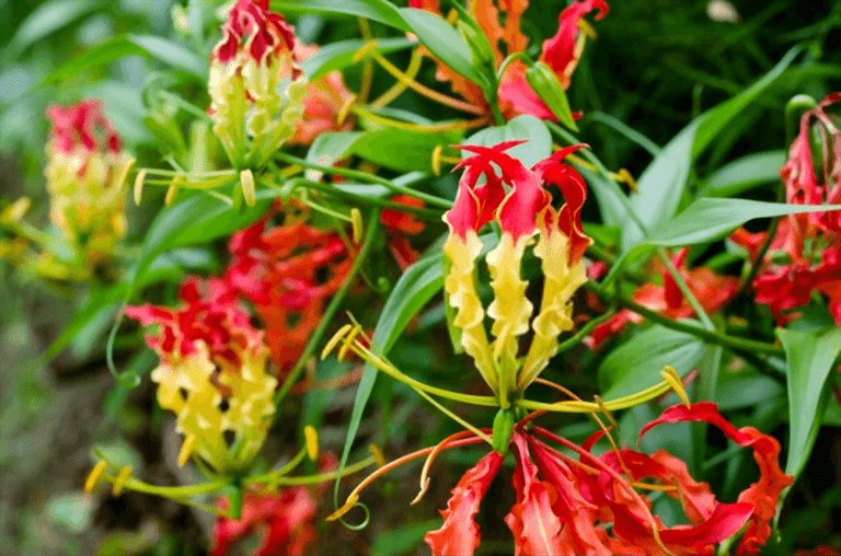 10 fleurs les plus chères au monde