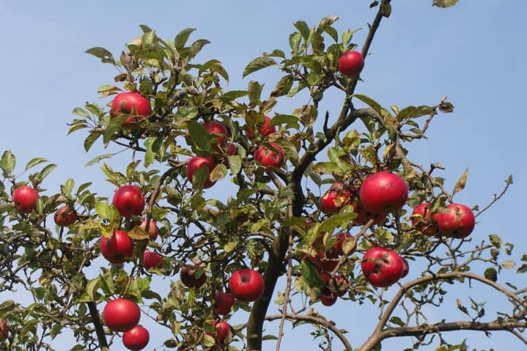 arbre fruitier